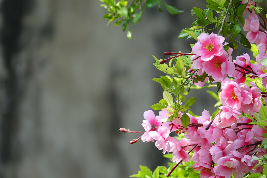 Knoxville Landscaping